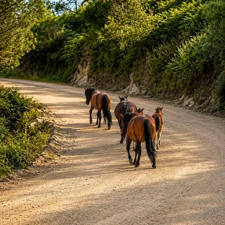 Safari Glamping Rhino Ventosa (Braga)